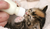 :diverscat:
